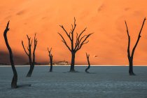 Árboles muertos en arena blanca en el desierto - foto de stock