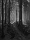 Schwarz-weiß geheimnisvoller Blick auf Wald mit Bäumen, die von Sonnenstrahlen durchdrungen sind, Belgien. — Stockfoto