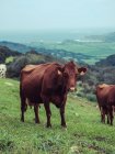 Vaches brunes pâturant sur la prairie — Photo de stock