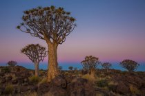 Silhouetten von Savannenbäumen — Stockfoto