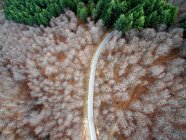 Leere Straße im Wald — Stockfoto