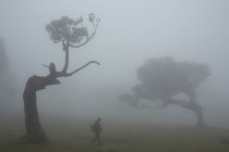 Темный силуэт рядом с большими деревьями — стоковое фото