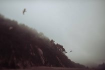 Oiseaux survolant la falaise et la mer — Photo de stock