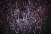 Осінні гілки в лісі — стокове фото