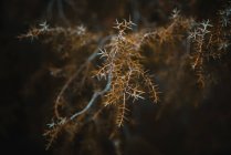 Trockene Pflanzen mit Nadeln — Stockfoto