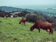 Vacas marrones pastando en el prado - foto de stock