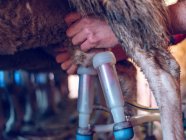 Agricoltore mungere pecore con attrezzature speciali — Foto stock