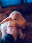 Mão acariciando bebê ovelhas — Fotografia de Stock