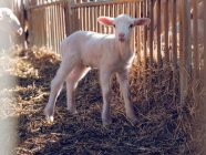 Ребенок овцы стоя на сетке — стоковое фото
