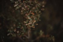 Ветви куста с листьями — стоковое фото