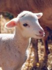 Дитяча вівця, що стоїть на фермі — стокове фото
