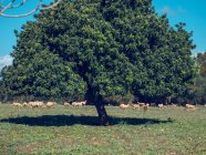 Herd of sheep pasturing on lawn — Stock Photo