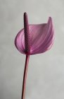 Purple lily flower — Stock Photo