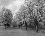 Черно-белый кадр из рядов красивых цветущих деревьев в саду Бельгии . — стоковое фото