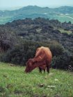 Корова пасущаяся на холме — стоковое фото