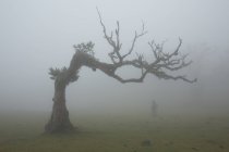 Silhouette scura vicino al grande albero — Foto stock