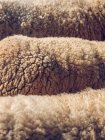 Спина пушистой белой овцы — стоковое фото