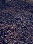 Haufen schwarz gefärbter Johannisbrotbaumsamen in den Schoten auf dem Lager. — Stockfoto