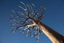 Высокое африканское голое дерево — стоковое фото