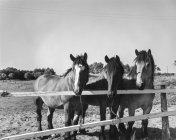 Foto en blanco y negro de caballos parados detrás de una cerca de madera de corral a la luz del sol, Bélgica . - foto de stock