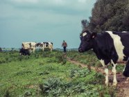 Persona che cammina con mandria di mucche — Foto stock