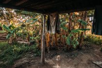 Maison rurale isolée cour avec vue sur la forêt tropicale luxuriante verte, Cuba — Photo de stock