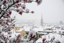 Aerial view of snowy roofs of houses and blooming tree in spring in Bilbao, Spain. — Stock Photo