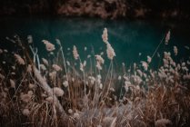 Trockenes Gras und blaues Wasser — Stockfoto