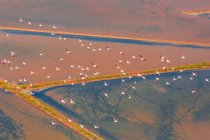 Flock of birds over marsh — Stock Photo