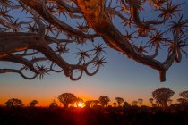 Branches of savanna tree at sunset — Stock Photo