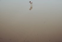 Cão pequeno na areia molhada — Fotografia de Stock