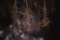 Zweige mit trockenen Nadelblättern — Stockfoto