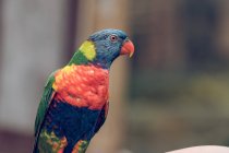 Primo piano di pappagallo a colori lucenti in zoo . — Foto stock