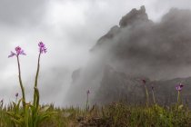 Rosa Wildblumen wachsen auf der Wiese mit bewölkten Bergen im Hintergrund — Stockfoto