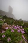 Pink wildflowers growing on meadow with rocky mountain in fog — Stock Photo