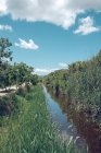 Belle vue sur la nature de la rivière haute herbe et des arbres avec ciel bleu et nuages blancs — Photo de stock