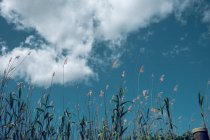 Дивовижний вид на блакитне небо знизу з високою травою і в той час як хмари — стокове фото