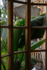Planta crescendo atrás da janela — Fotografia de Stock