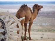 Dromedario camello en brida caminando sobre tierra seca de terreno y carro de madera - foto de stock