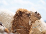 Крупный план волосатого коричневого верблюда в пустыне — стоковое фото