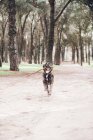 Большая коричневая собака бегает с палкой в лесу — стоковое фото