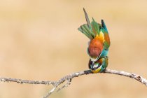 Two european bee-eaters sitting on twig of tree and mating on cream background — Stock Photo