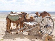 Погрузили караванных верблюдов, покоящихся на песчаной земле пустыни с изношенной повозкой — стоковое фото