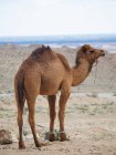 Дромедарский верблюд в узде ходить по суше местности — стоковое фото