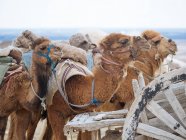 Погрузили караванных верблюдов, покоящихся на песчаной земле пустыни с изношенной повозкой — стоковое фото