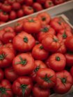 Haufen reifer roter, frisch gepflückter Tomaten in Holzkiste — Stockfoto
