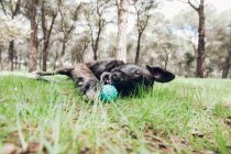Велика коричнева собака щасливо грає в лісі з м'ячем — стокове фото