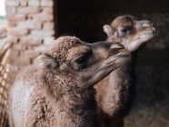 Adorables camellos bebé de pie en la granja - foto de stock