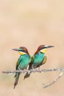 Яркие птицы сидят на ветке на кремовом фоне — стоковое фото