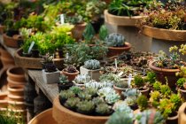Invernadero rústico con techo de cristal lleno de macetas con cactus, suculentas, flores y otras plantas en el día de verano con sol brillante - foto de stock